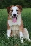 A young large-sized male Mixed Breed dog named Tommy for adoption in Columbia, TN
