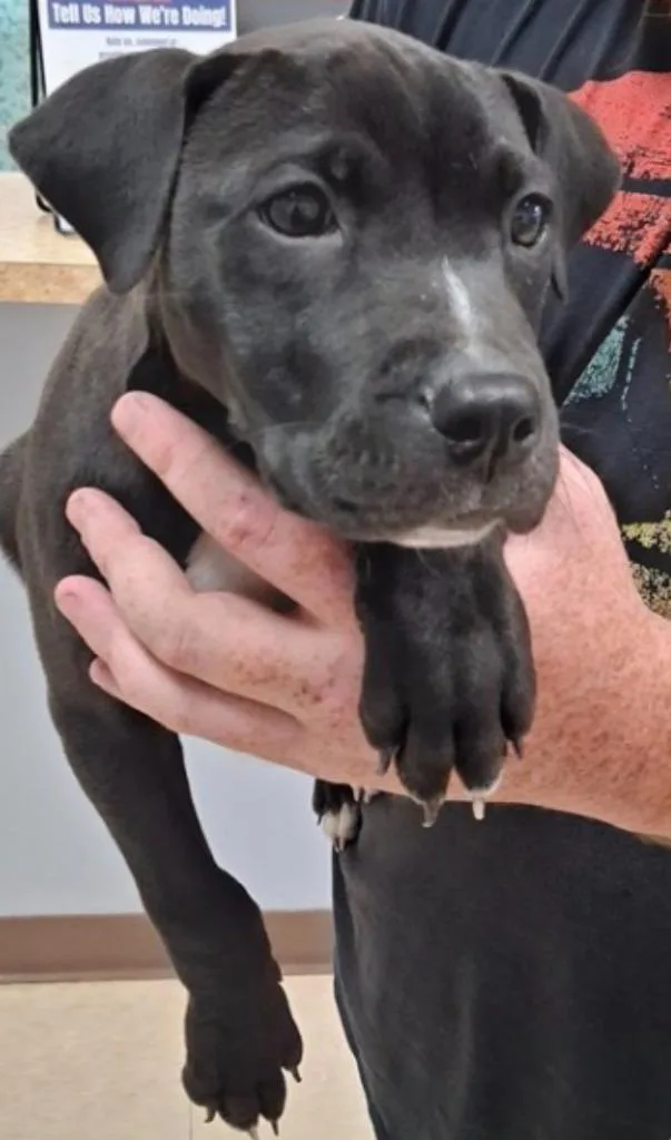 A baby small-sized male Black Pit Bull Terrier dog named Noir for adoption in Austin, TX