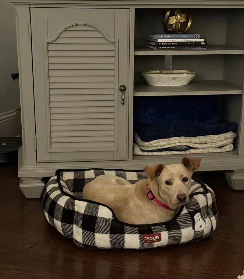 An adult medium-sized female Yellow / Tan / Blond / Fawn Labrador Retriever dog named Charlotte for adoption in Grafton, MA
