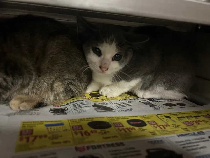 A baby medium-sized female Domestic Medium Hair cat named Sundew for adoption in Nacogdoches, TX