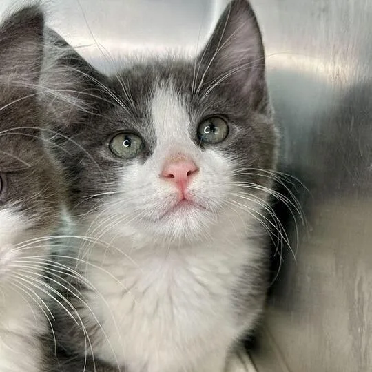 A baby small-sized male Gray / Blue / Silver Domestic Short Hair cat named Lemonade for adoption in Matteson, IL