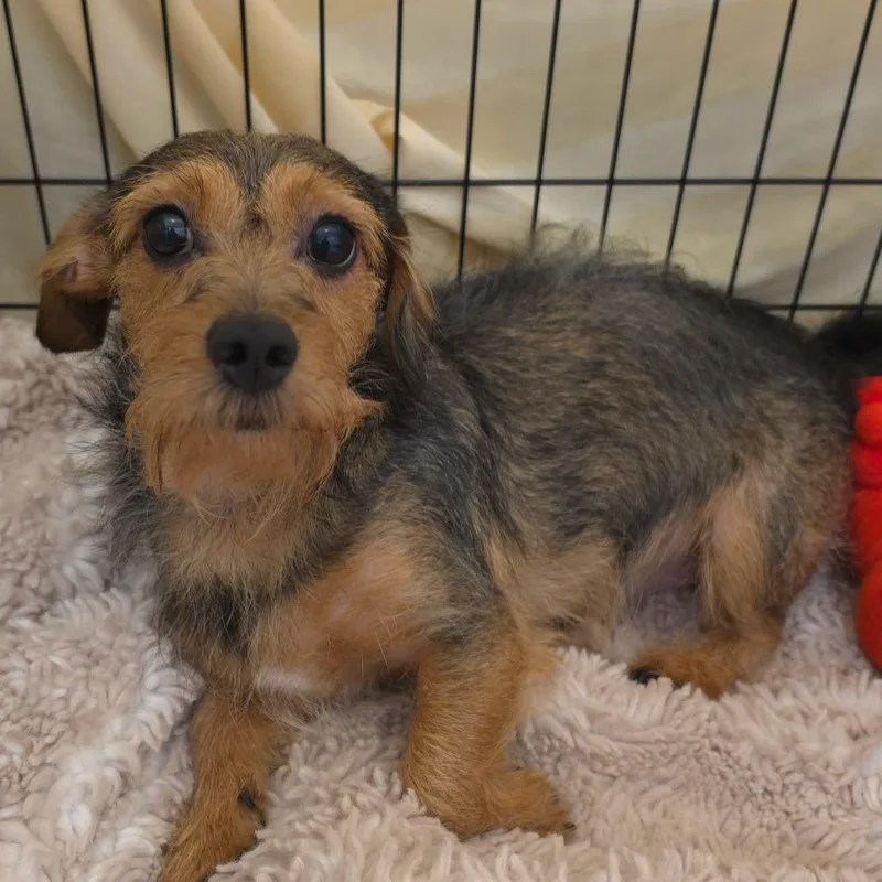 A young small-sized male Terrier dog named Speedy for adoption in Los Angeles, CA