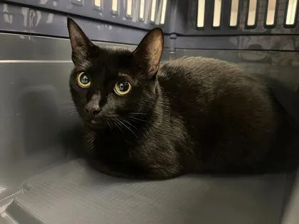 An adult medium-sized female Black Domestic Short Hair cat named Minx for adoption in Kansas City, MO