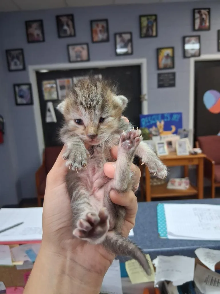 A baby large-sized male Domestic Short Hair cat named Ryn for adoption in Brownwood, TX