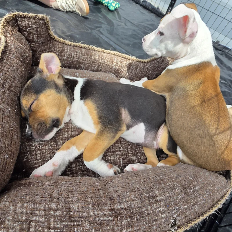 Dior Aka Diva thumbnail 2