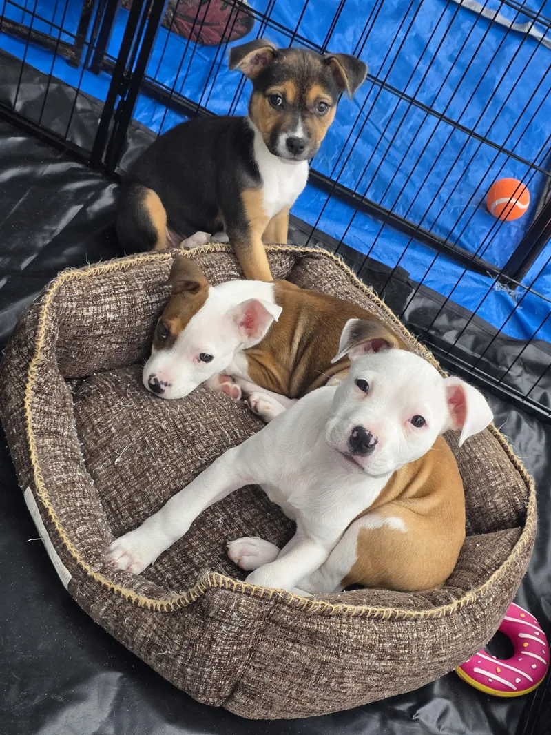 Dior Aka Diva thumbnail 3