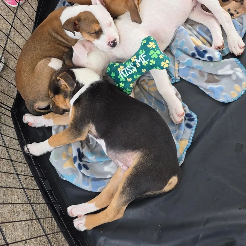 Dior Aka Diva thumbnail 4