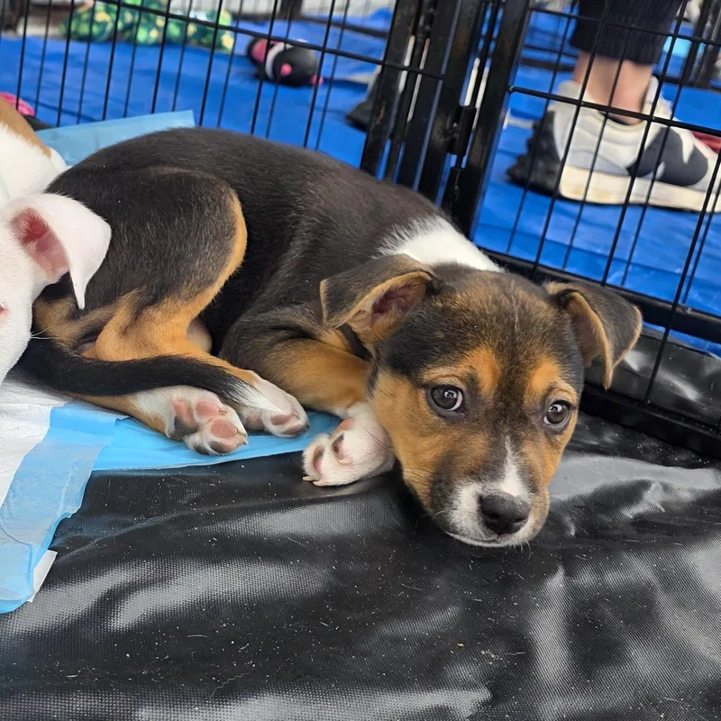 A baby medium-sized female Tricolor (Brown, Black, & White) Pit Bull Terrier dog named Dior Aka Diva for adoption in Dallas, TX