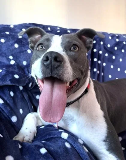 An adult medium-sized female Mixed Breed dog named Scrunchy for adoption in Washington, DC