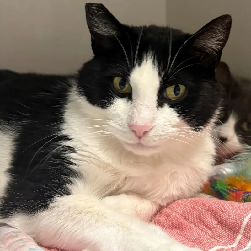 An adult medium-sized female Black Domestic Short Hair cat named Raya for adoption in East Hanover, NJ