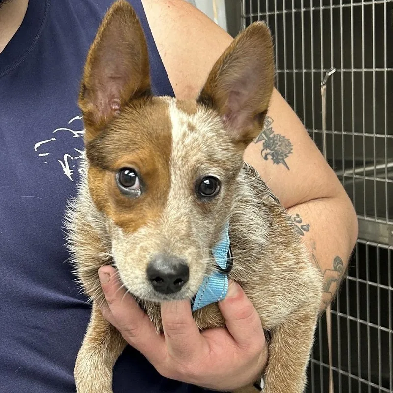 A baby medium-sized female Red / Chestnut / Orange Cattle Dog dog named Maggie for adoption in Uniontown, PA
