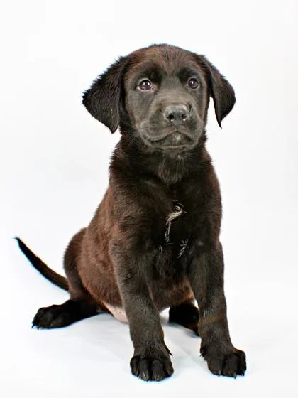A baby large-sized female Labrador Retriever dog named Janet for adoption in Morton Grove, IL
