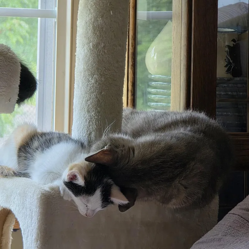 A young medium-sized female Gray / Blue / Silver Domestic Short Hair cat named Sasha for adoption in Buffalo, MN