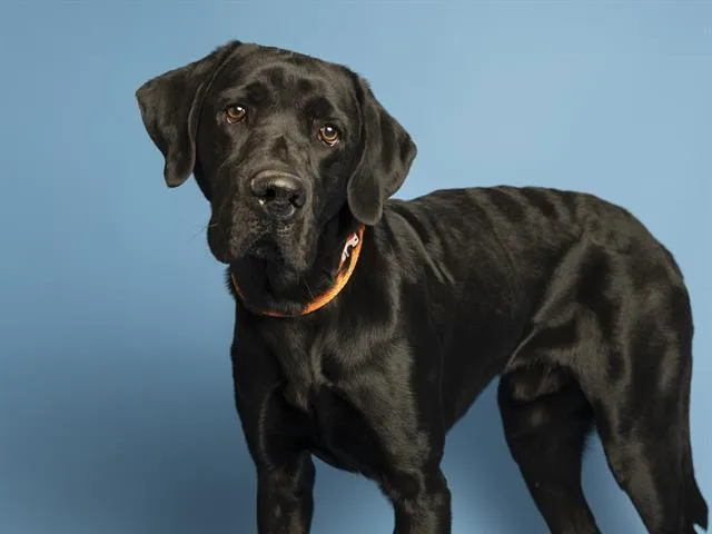 An adult extra large-sized male Great Dane dog named Padfoot for adoption in Phoenix, AZ