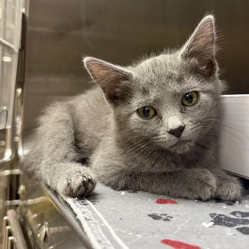A baby small-sized female Gray / Blue / Silver Domestic Short Hair cat named Ducky for adoption in Concord, NH