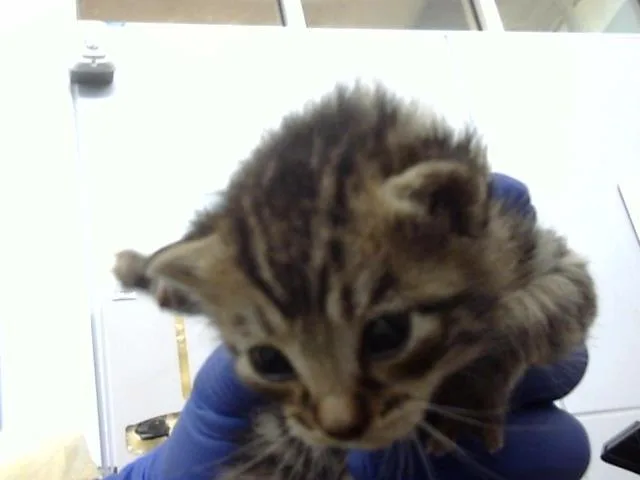 A baby medium-sized male Domestic Medium Hair cat named Greece for adoption in Dallas, TX