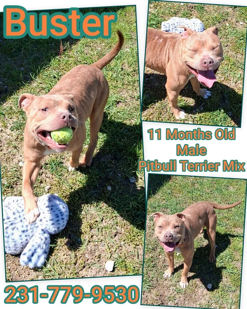 A baby medium-sized male Pit Bull Terrier dog named Buster for adoption in Cadillac, MI