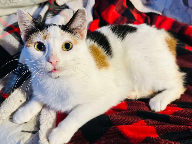 A young medium-sized female Calico Domestic Short Hair cat named Ladybug for adoption in Stoughton, WI