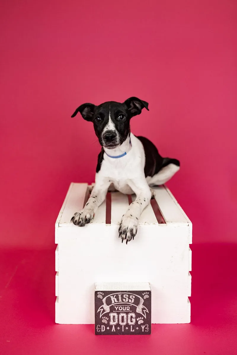 A young medium-sized male Pointer dog named 277-26 for adoption in Brighton, CO