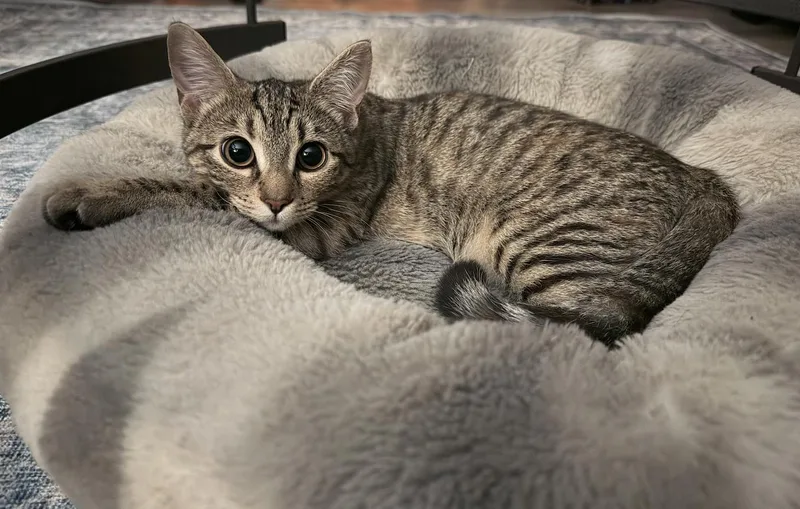 A baby medium-sized female Tabby (Gray / Blue / Silver) Domestic Short Hair cat named Angeline for adoption in El Monte, CA