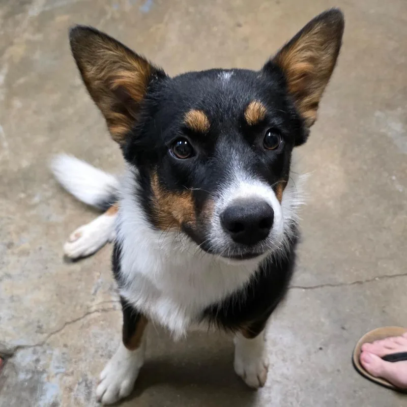 A young medium-sized male Black Cattle Dog dog named Ricochet for adoption in Eureka Springs, AR