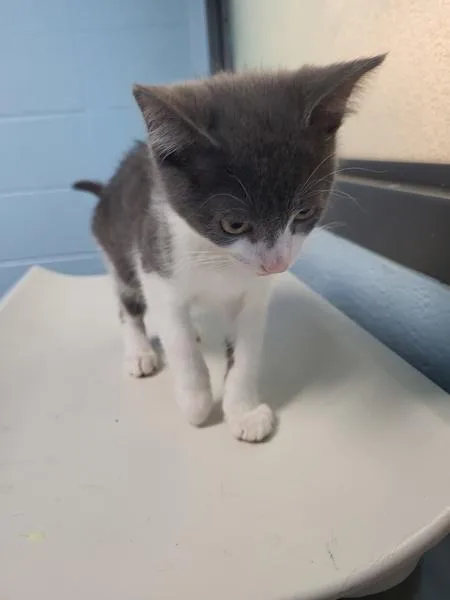 A baby small-sized male Domestic Short Hair cat named Pen  Gus for adoption in Lawrenceville, GA