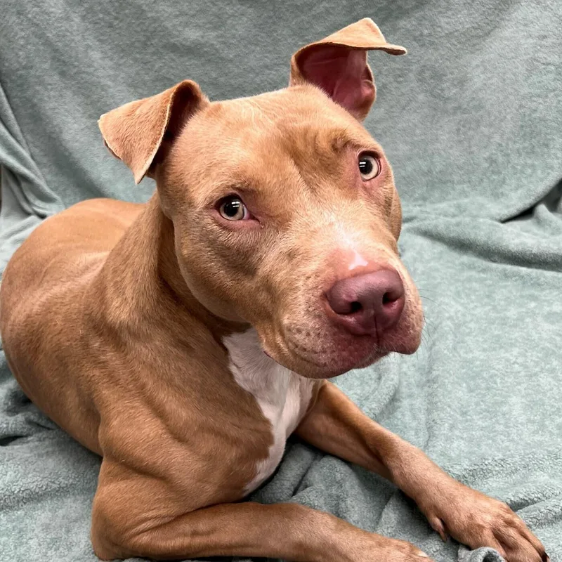 A young medium-sized female Yellow / Tan / Blond / Fawn Mixed Breed dog named Turkey for adoption in Pleasantville, NJ