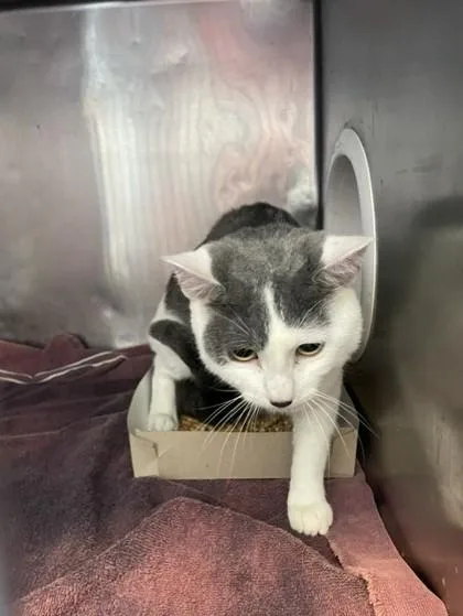 An adult medium-sized male Gray / Blue / Silver Domestic Short Hair cat named Charlie for adoption in El Paso, TX