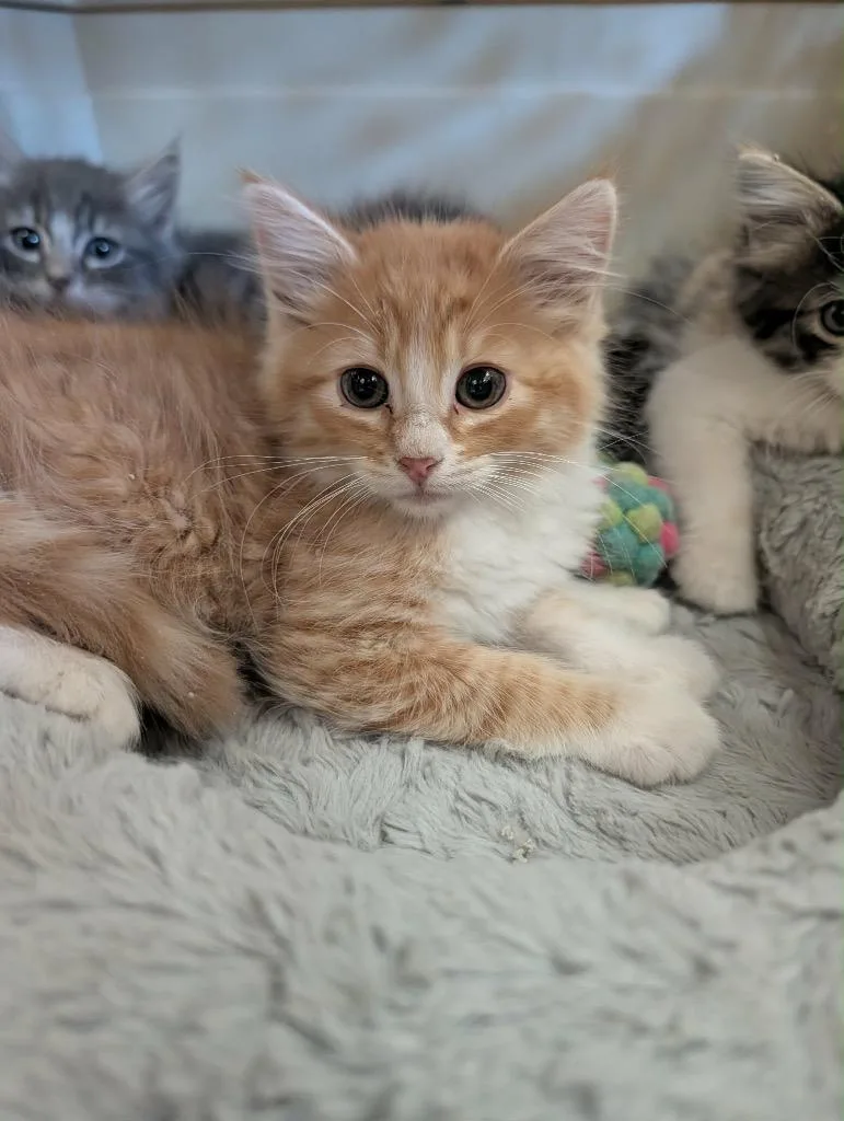 A baby medium-sized male Tabby cat named Junior for adoption in Grand Junction, CO