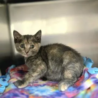 A baby small-sized female Tortoiseshell Domestic Short Hair cat named Kendall for adoption in Madison, WI