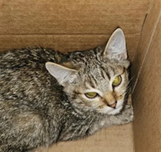 A baby medium-sized female Domestic Medium Hair cat named Elvira for adoption in Dallas, TX