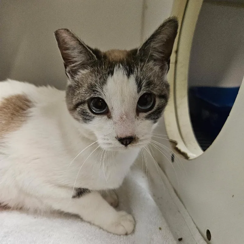 A young medium-sized female White Domestic Short Hair cat named Selena for adoption in Las Vegas, NV