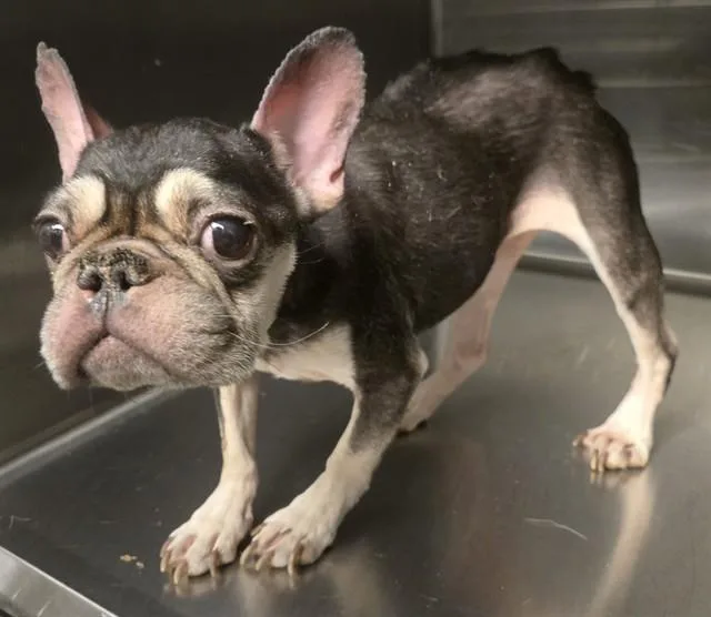 An adult small-sized female French Bulldog dog named Adeline for adoption in Lancaster, CA