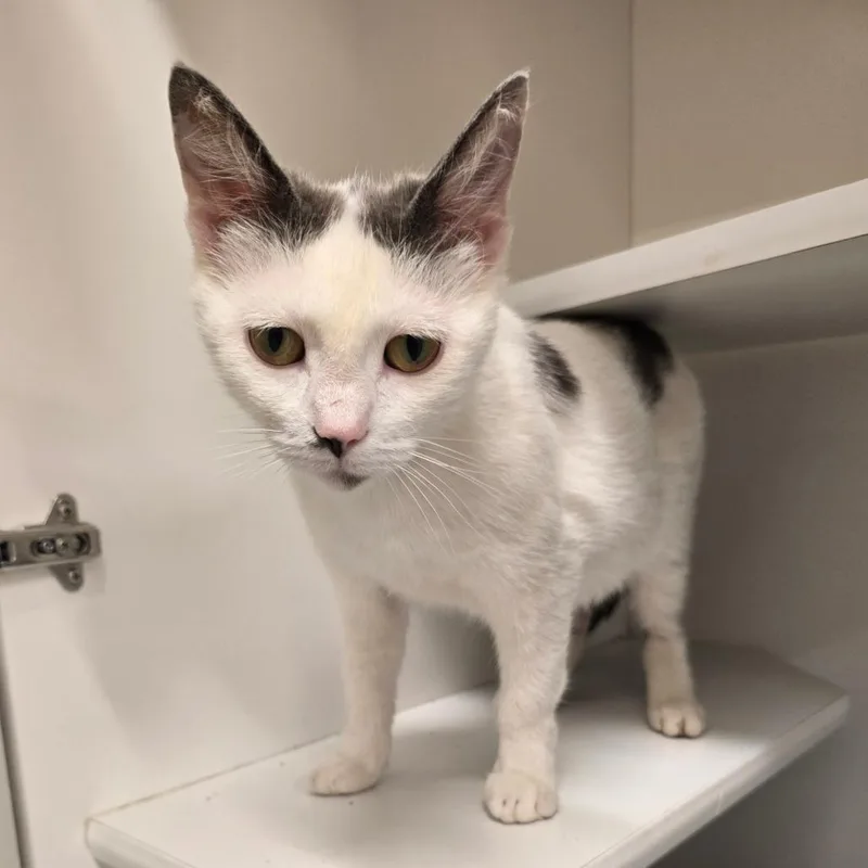 A young medium-sized female White Domestic Short Hair cat named Kirsten for adoption in Jasper, IN