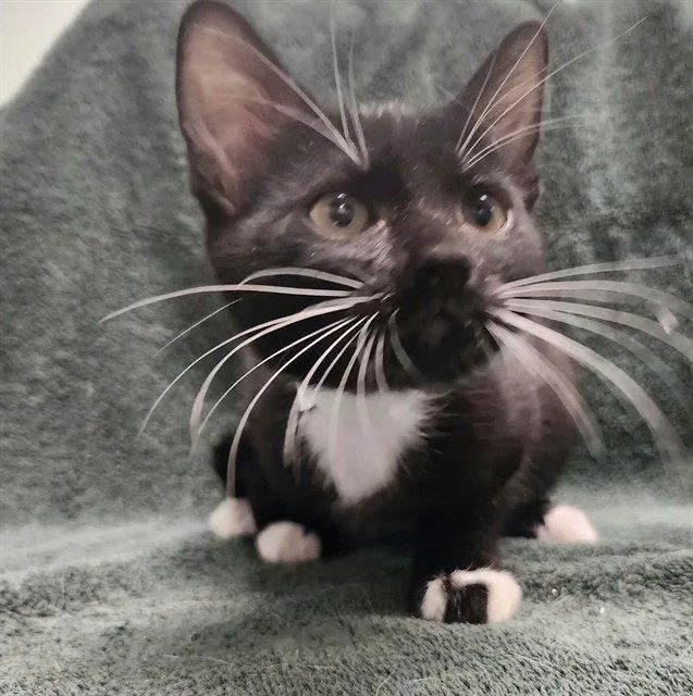 A baby small-sized female Black & White / Tuxedo Domestic Short Hair cat named Mayflower for adoption in Tavares, FL