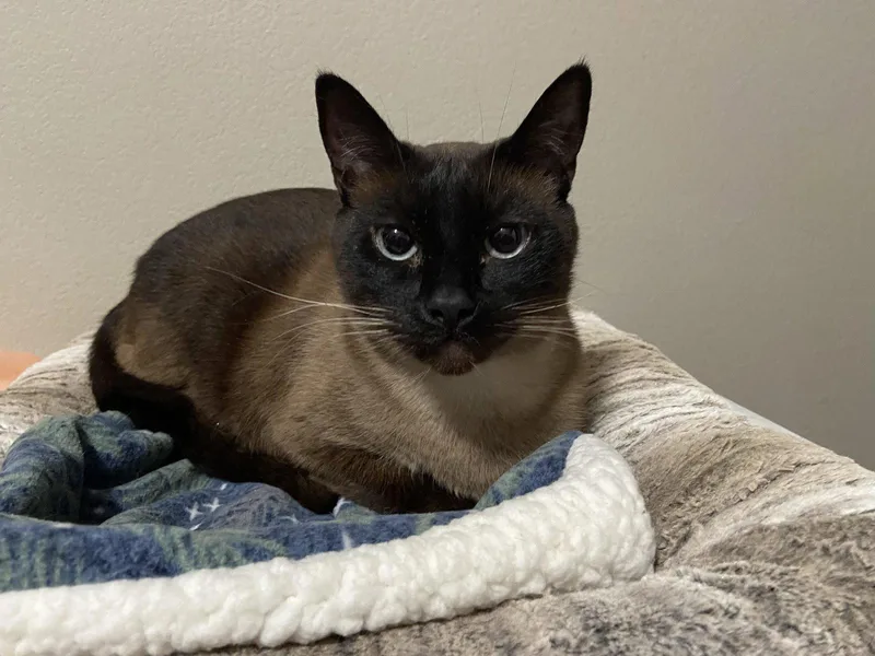 An adult medium-sized male Siamese cat named Sugar for adoption in Vacaville, CA