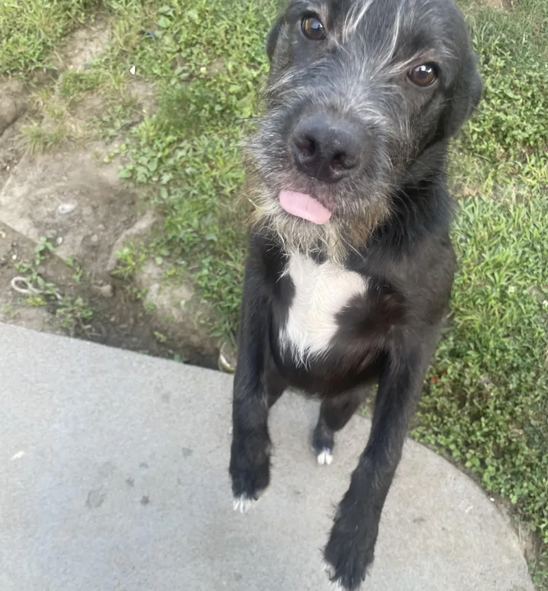 An adult medium-sized male Schnauzer dog named Meeko for adoption in Pleasant Valley, NY