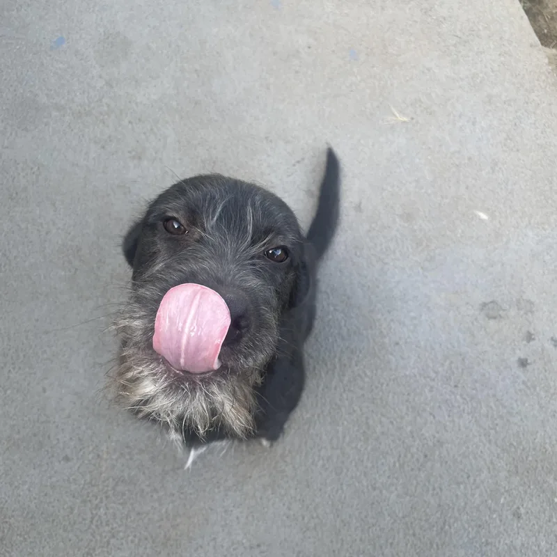 Meeko thumbnail 2