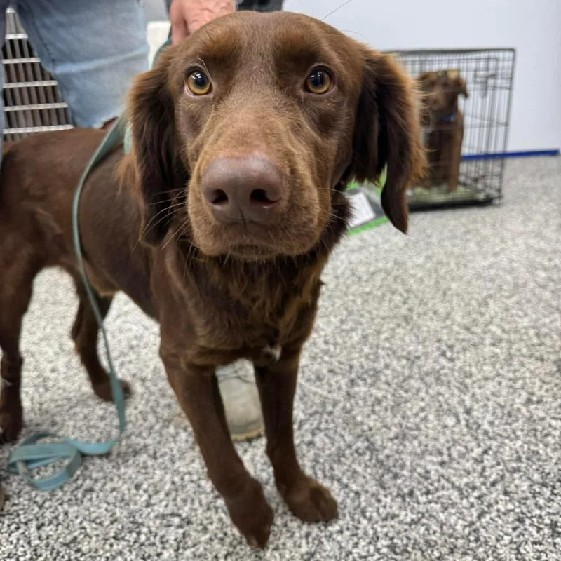 An adult medium-sized male Brown / Chocolate Mixed Breed dog named Ferrero for adoption in Fredericksburg, VA