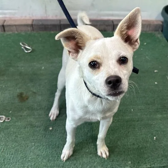 A young small-sized male White / Cream Chihuahua dog named Cheers for adoption in Long Beach, CA