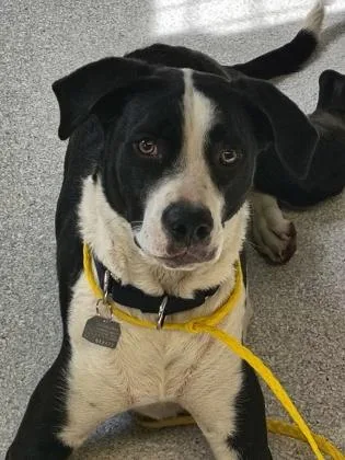 A young medium-sized female Black Border Collie dog named River for adoption in Roseburg, OR