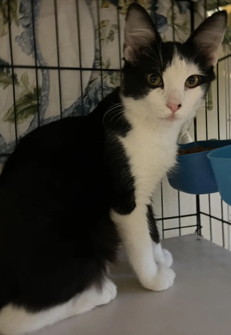 A baby medium-sized male Domestic Medium Hair cat named August for adoption in Moline, IL