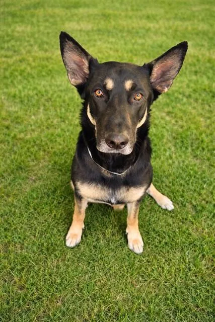A young large-sized male German Shepherd Dog dog named Boss for adoption in Lancaster, CA