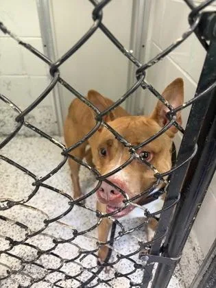 An adult large-sized female Mixed Breed dog named Harper for adoption in West Chester, PA