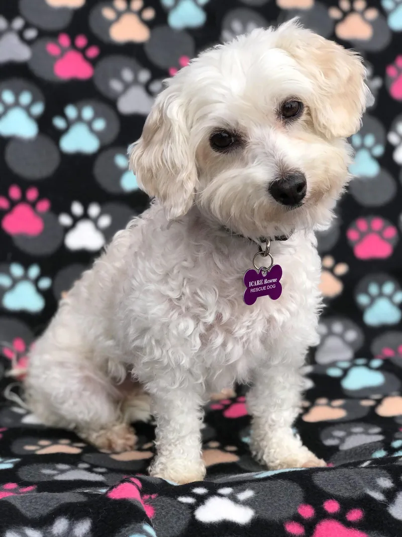 A senior small-sized female Maltese dog named Emily for adoption in Corona, CA