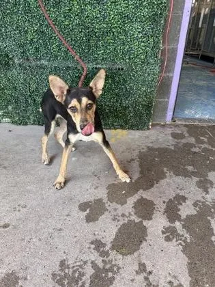 A baby small-sized female Brown / Chocolate Mixed Breed dog named 61804302 for adoption in El Paso, TX