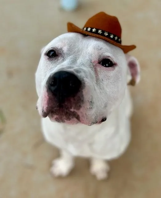 An adult medium-sized male Pit Bull Terrier dog named John Wayne for adoption in Charlotte, NC