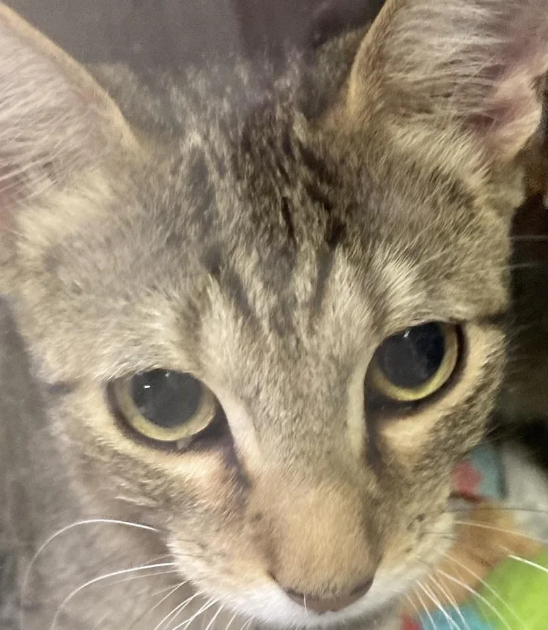 A baby small-sized male Tabby (Brown / Chocolate) Domestic Short Hair cat named Beck for adoption in Anoka, MN