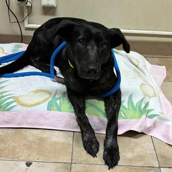 An adult large-sized female Labrador Retriever dog named Luna for adoption in Troutdale, OR
