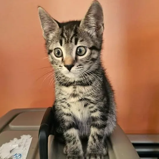 A young medium-sized female Tabby (Brown / Chocolate) Domestic Short Hair cat named Aurora BONDED PAIR for adoption in Reading, PA